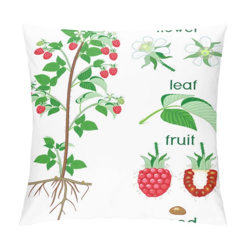 Personality  Parts Of Plant. Morphology Of Raspberry Shrub With Berries, Green Leaves, Root System And Titles Pillow Covers