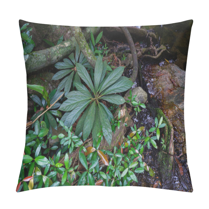 Personality  Buttress Tree Roots And Lush Foliage In Rainforest Thailand Pillow Covers