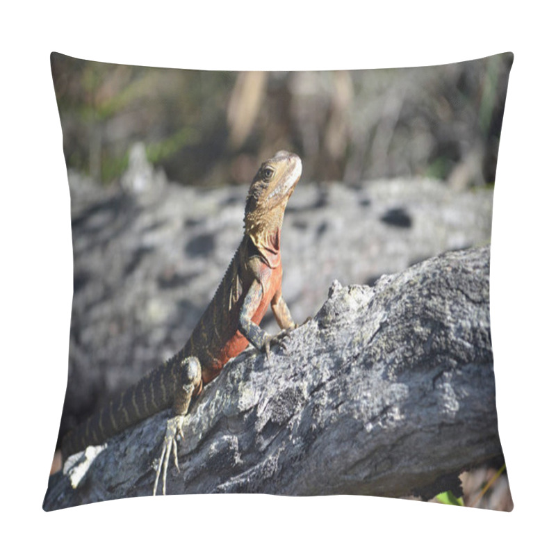 Personality  Male Australian Eastern Water Dragon Pillow Covers