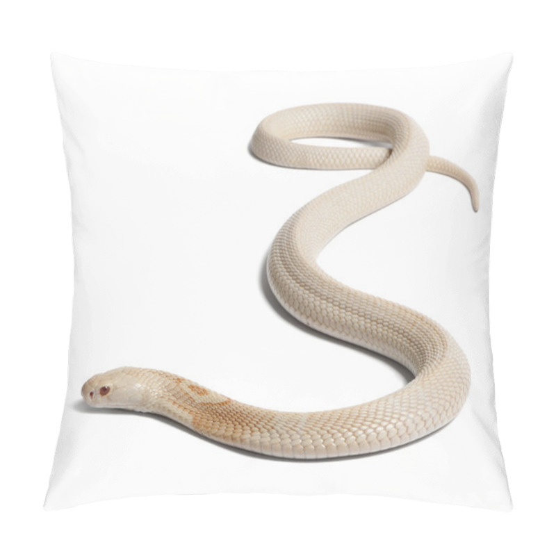 Personality  Albinos Monocled Cobra - Naja Kaouthia (poisonous), White Backg Pillow Covers