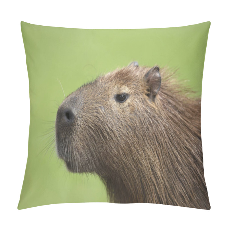 Personality  Close Up Of Capybara Against Green Background Pillow Covers