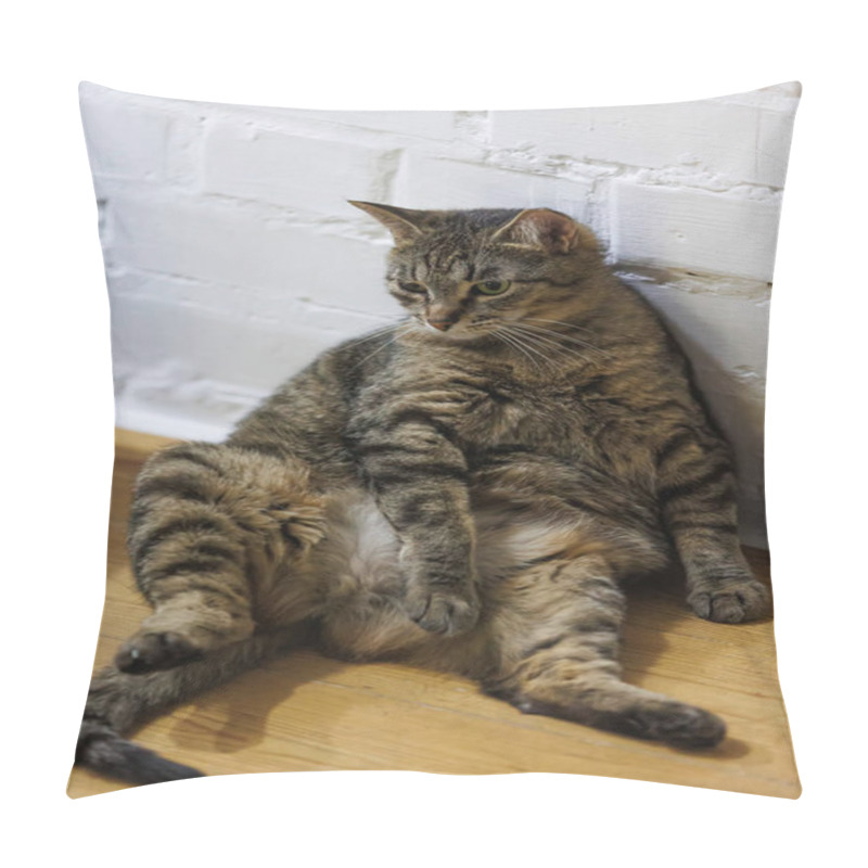 Personality  Cat Sitting Like A Human, Showcasing Its Quirky Personality And Providing A Delightful Glimpse Into Feline Behavior. Ideal For Pet Humor And Animal-themed Content. Pillow Covers