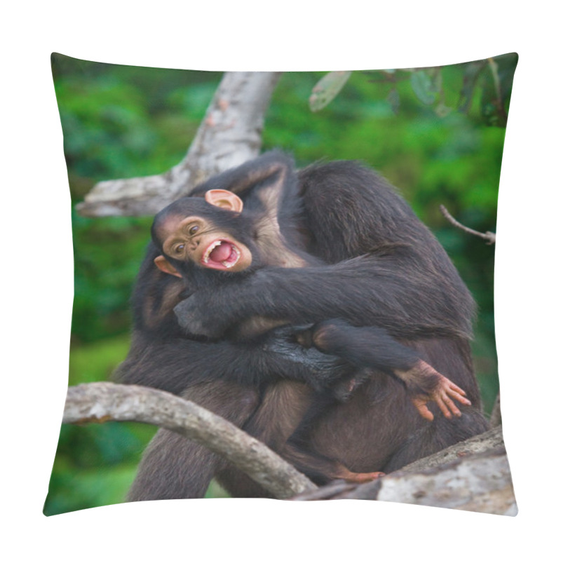 Personality  Funny Chimpanzee, Republic Of The Congo Pillow Covers