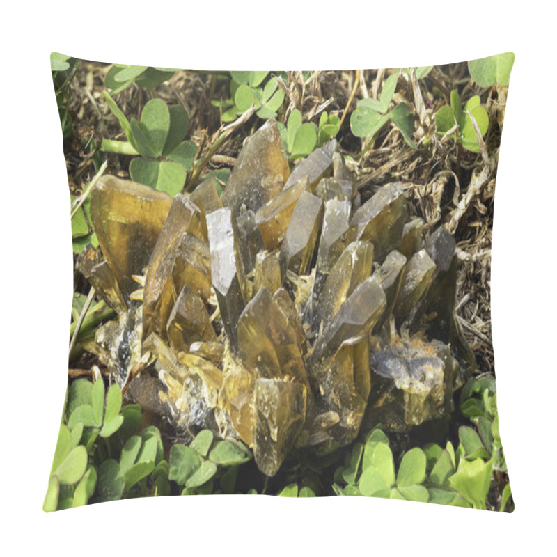 Personality  Golden Barite Crystals Emerge From Lush Green Clover, Beautifully Contrasted By Natural Surroundings Pillow Covers