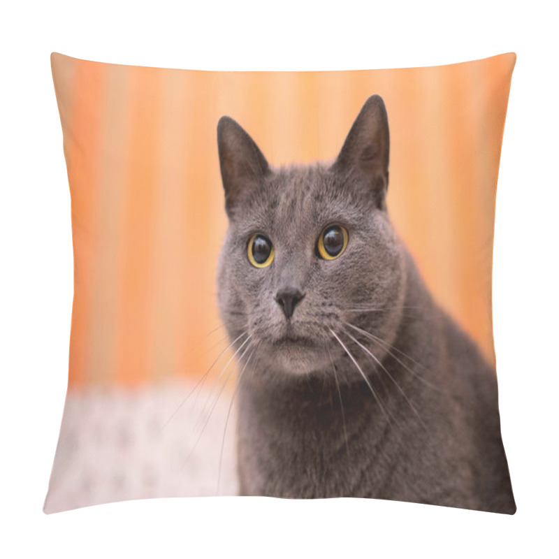 Personality  Scottish Brittish Shorthair Grey Blue Dramatic Cat On A White Bed Pillow Covers