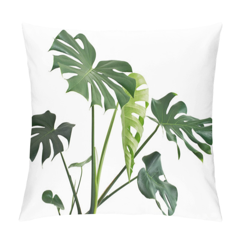 Personality  Monstera Deliciosa Leaf Or Swiss Cheese Plant, Isolated On White Background, With Clipping Path                            Pillow Covers