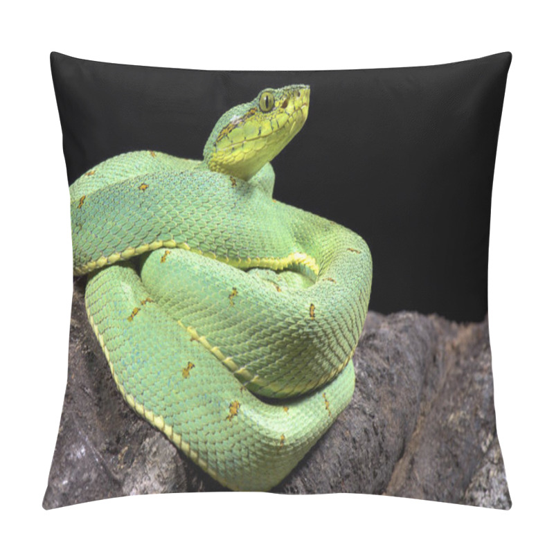 Personality  Amazonian Palmviper, Bothrops Bilineatus Bilineatus Pillow Covers