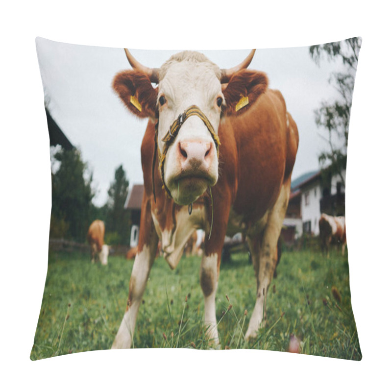 Personality  Young Curious Cow Looking At Camera While Grazing At Summer Green Field On A Farm Pillow Covers