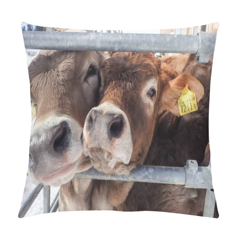 Personality  Lenzerheide, Switzerland: Cows In The Paddock Outside The Farm Pillow Covers