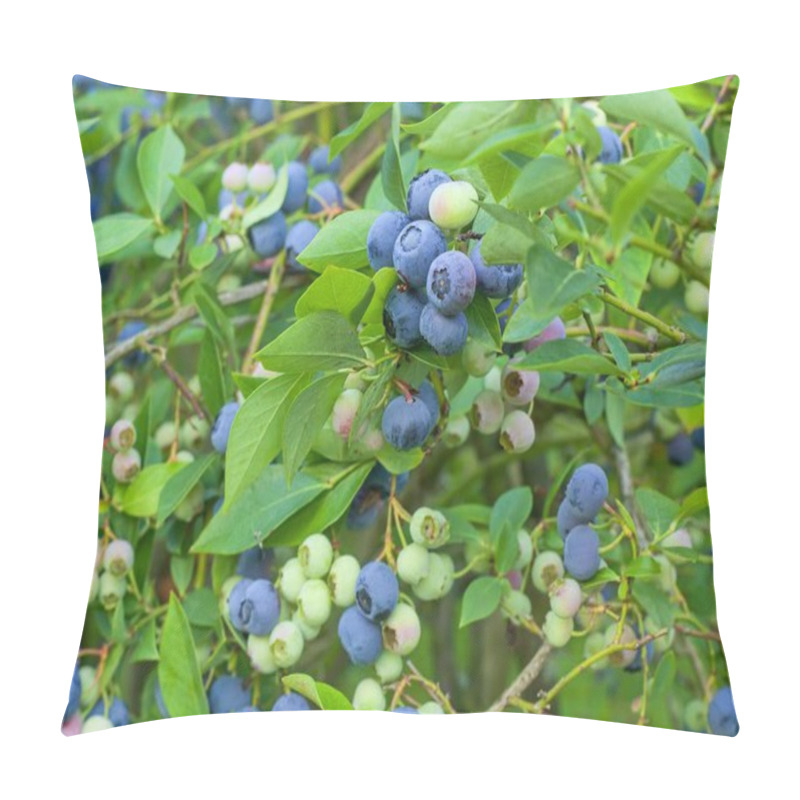 Personality  Blueberries On A Bush Together With Green Berries. Blueberries Before Harvest On A Bush With Leaves. A Healthy Superfood With Lots Of Vitamins. Blue Berries Suitable For Diabetics And Vegetarians. Pillow Covers