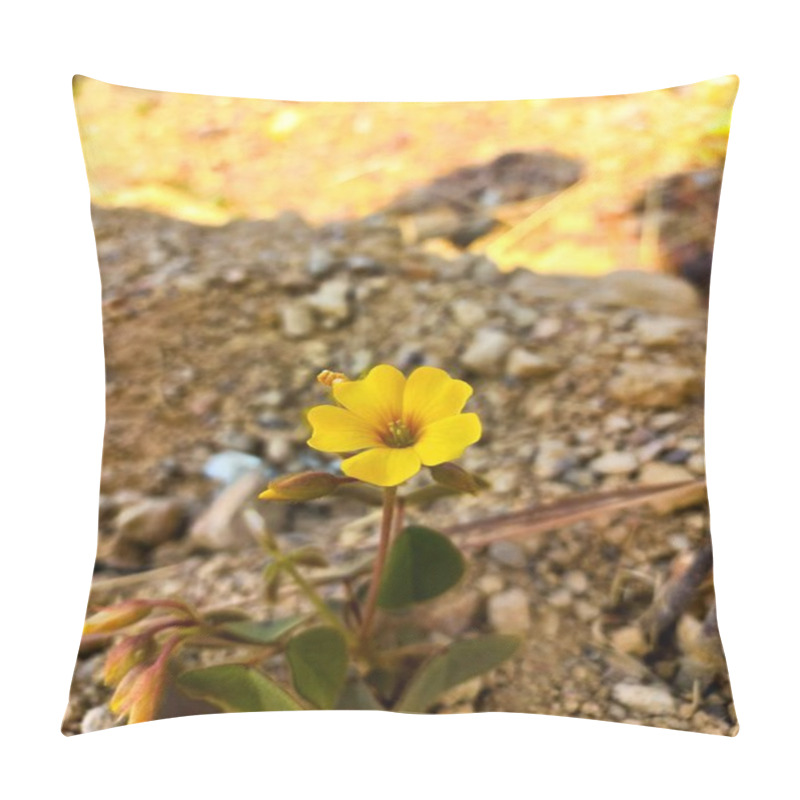 Personality  A Small Yellow Flower With An Orange Center, Growing In Dry, Rocky Soil. Flower Buds And Small Green Leaves Around. Blurred Background And Natural Light. Pillow Covers