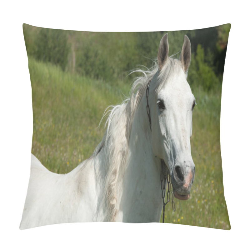 Personality  Horse Grazes On A Green Lawn Pillow Covers