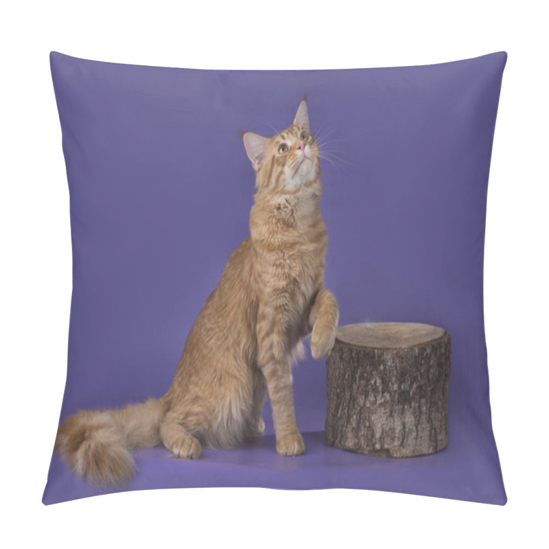 Personality   Funny Cat N A Background Isolated Pillow Covers