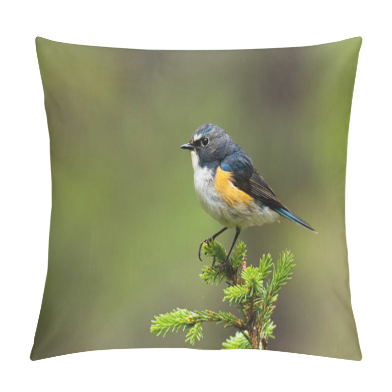 Personality  A Beautiful Male Red-flanked Bluetail (Tarsiger Cyanurus) In The Middle Of An Old Hillside Coniferous Taiga Forest Near Kuusamo, Northern Finland. Pillow Covers