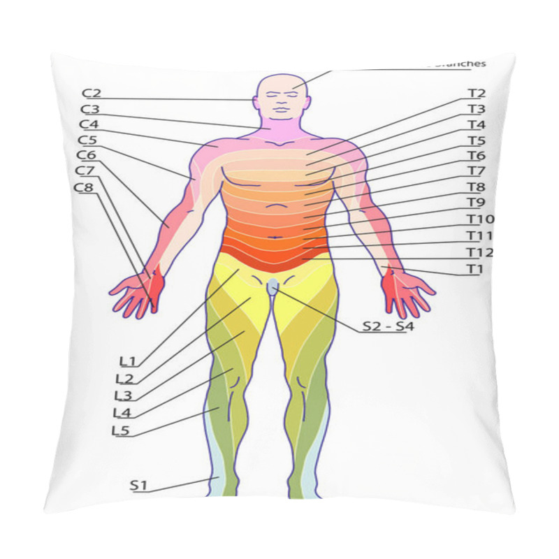 Personality  Drawing, Medical, Didactic Board Of Anatomy Of Human Sensory Innervation System, Dermatomes And Cutaneous Nerve Territories, Segmental, Radicular, Cutaneous Innervation Of The Anterior Trunk Wall  Pillow Covers