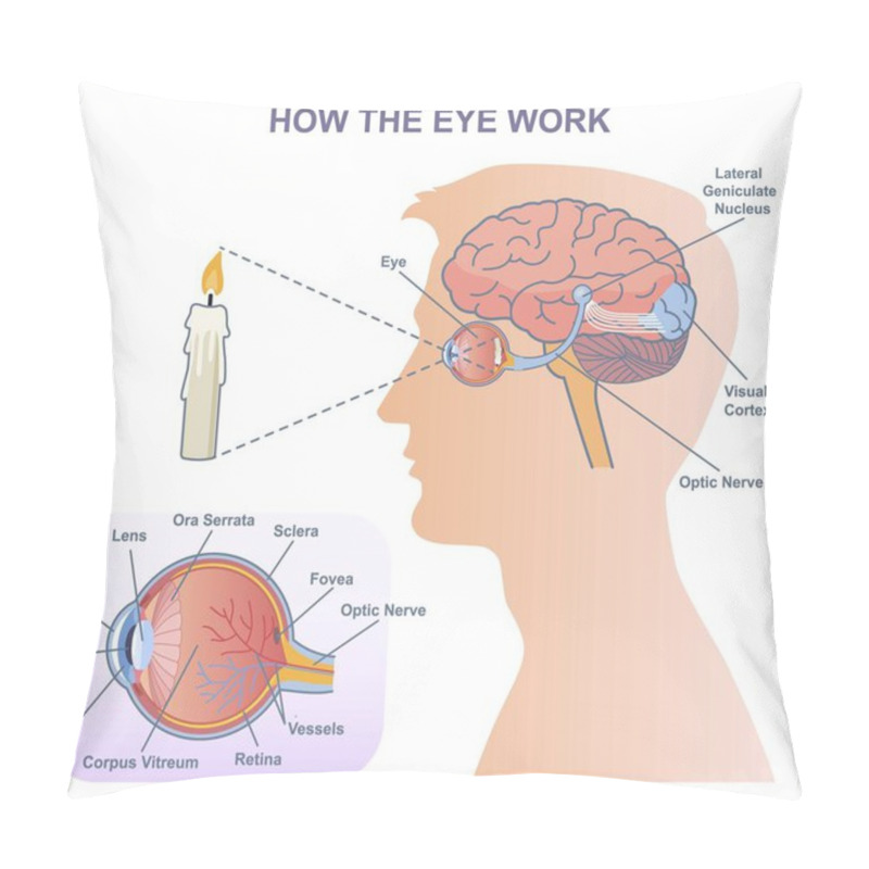 Personality  Medical Diagram Of Eye Work. Anatomical Infographics With Structure Of Visual System, Connection With Brain And Function Of Eyes. Cartoon Flat Vector Illustration Isolated On White Background Pillow Covers