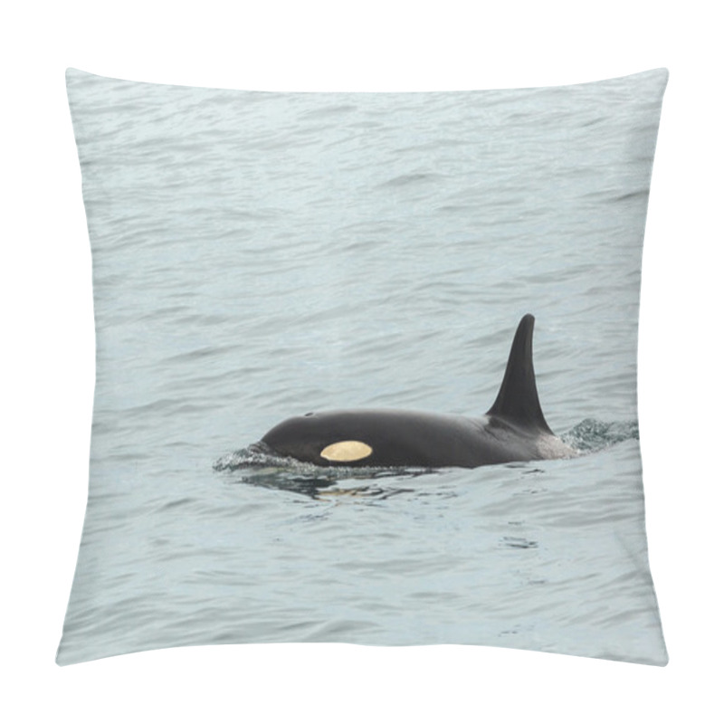 Personality  Killer Whale - Orcinus Orca In Pacific Ocean. Water Area Near Kamchatka Peninsula. Pillow Covers