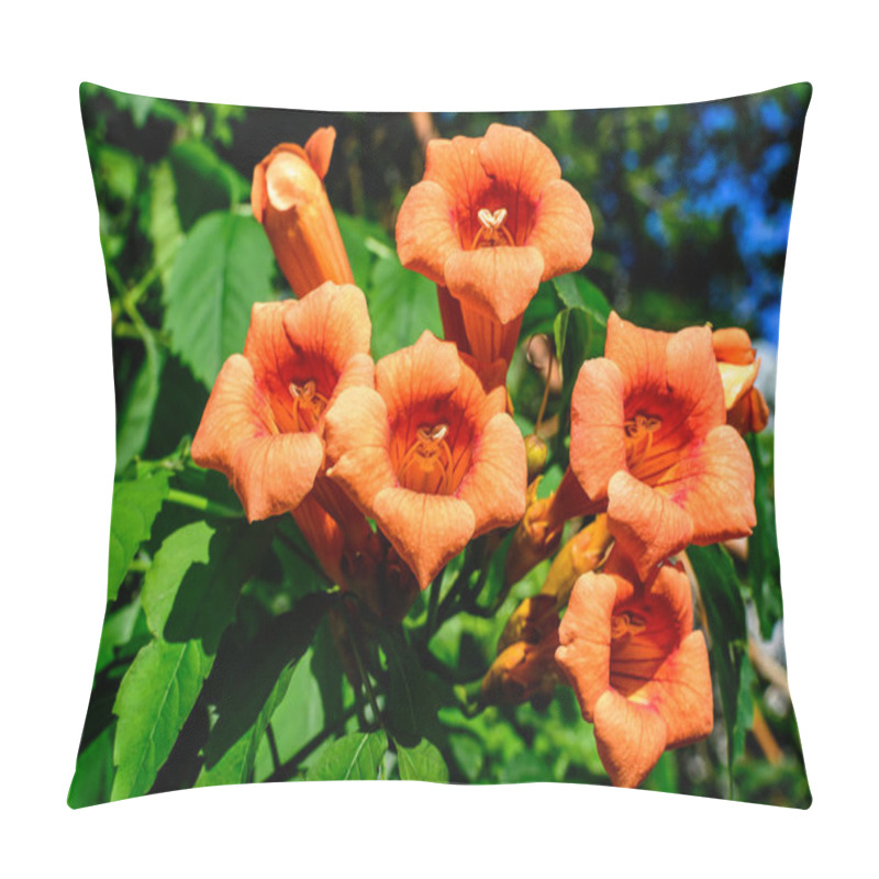 Personality  Many Vivid Orange Red Flowers And Green Leaves Of Campsis Radicans Plant, Commonly Known As The Trumpet Vine Or Creeper, Cow Itch Or Hummingbird Vine, In A Garden In A Sunny Summer Day Pillow Covers