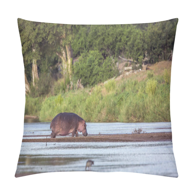 Personality  Hippopotamus In Kruger National Park, South Africa ; Specie Hippopotamus Amphibius Family Of Hippopotamidae Pillow Covers