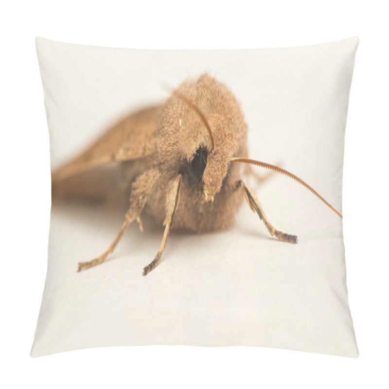 Personality  Orthosia Cerasi Pillow Covers