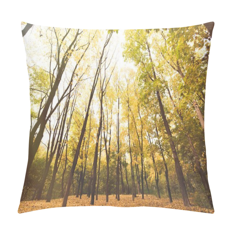 Personality  Autumn Forest On Sunny Day Pillow Covers