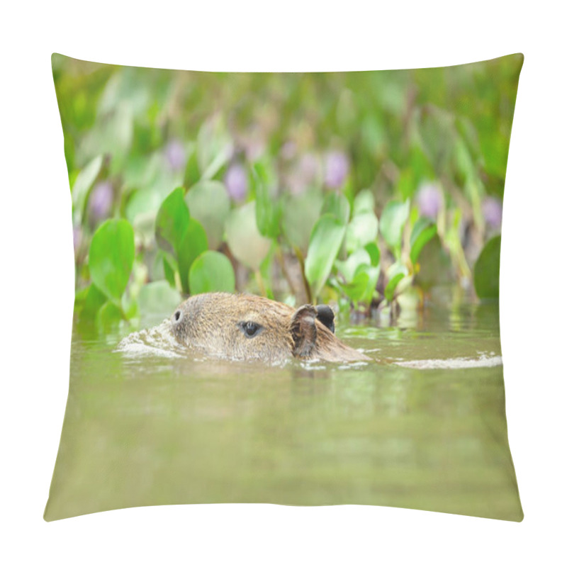 Personality  Capybara Swimming In A River, South Pantanal, Brazil. Pillow Covers