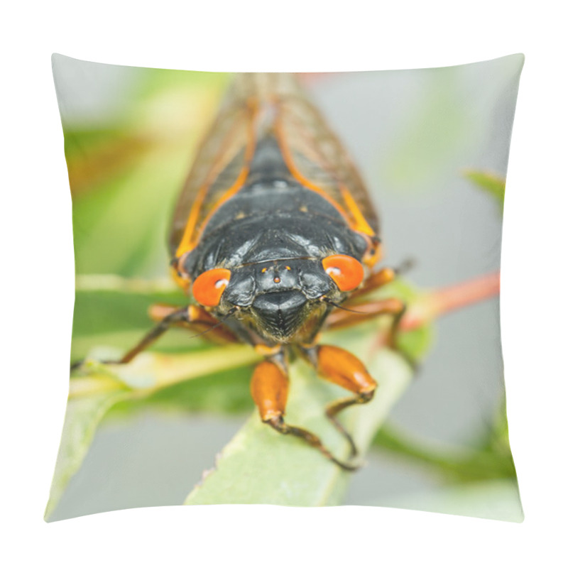 Personality  Macro Image Of Cicada From Brood II Pillow Covers