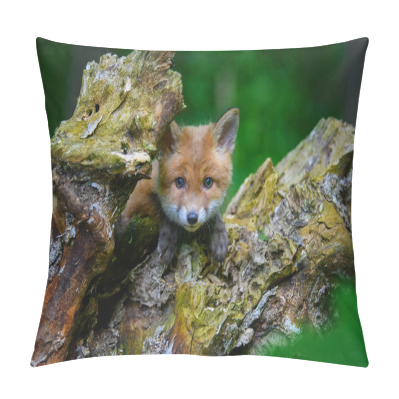 Personality  Red Fox, Vulpes Vulpes, Small Young Cub In Forest On The Stump. Cute Little Wild Predators In Natural Environment. Wildlife Scene From Nature Pillow Covers