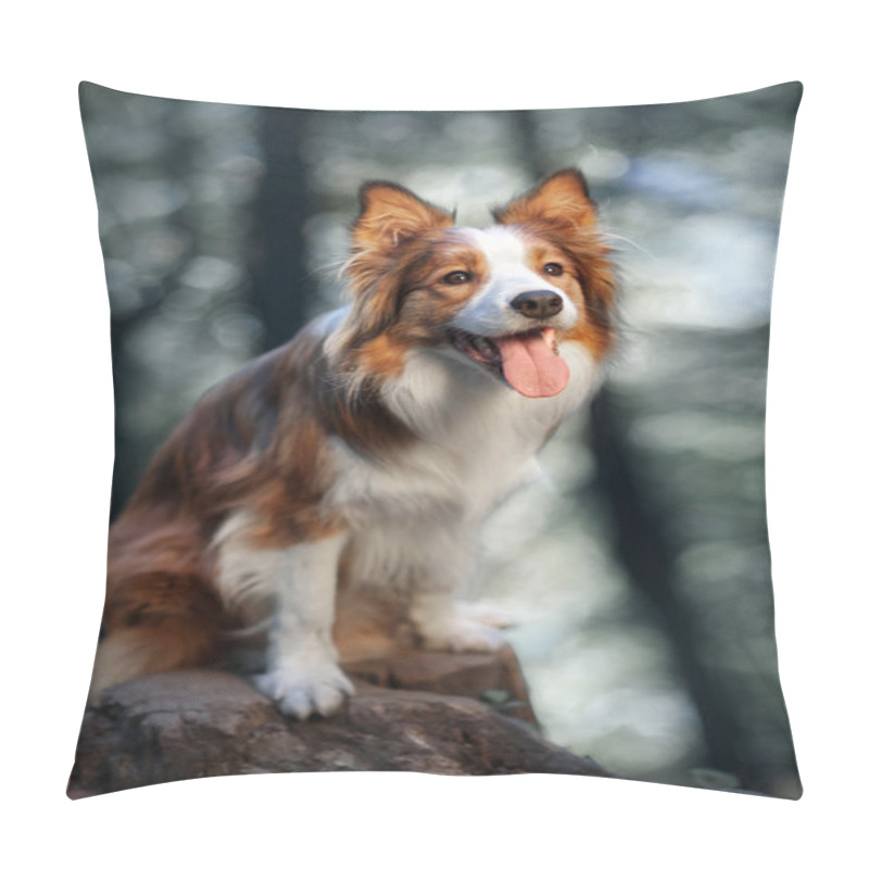 Personality  Red Dog Border Collie In Sunlight Pillow Covers