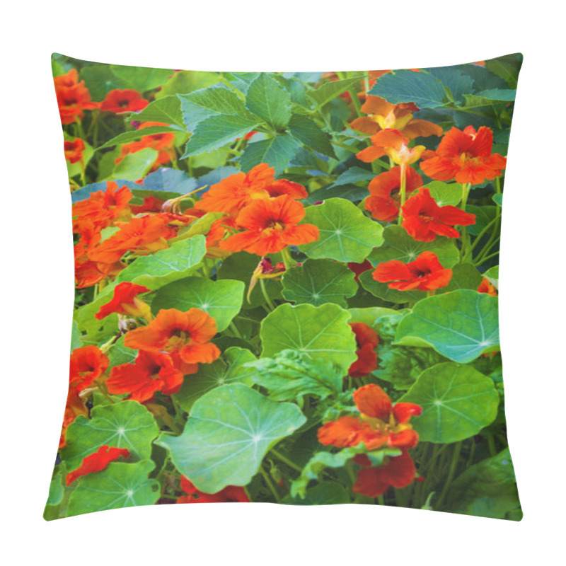 Personality  Nasturtium Fllowers In The Garden Pillow Covers