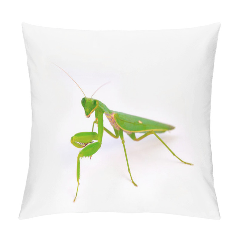 Personality  Praying Mantis ,on White Background. (selective Focus) Pillow Covers