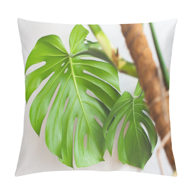 Personality  Carved Leaves Of A Beautiful Monstera Flower On Background Of A White Wall. Pillow Covers