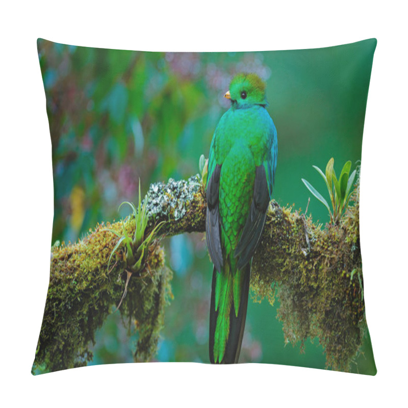 Personality  Resplendent Quetzal From Guatemala  Pillow Covers