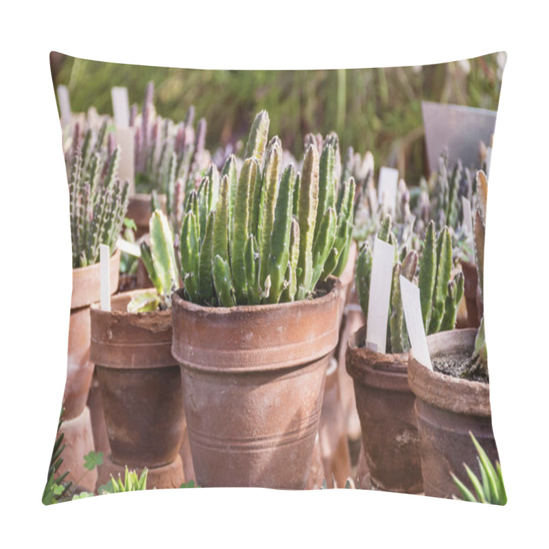 Personality  Different Various Cacti In Pots.Succulent Plants Pillow Covers