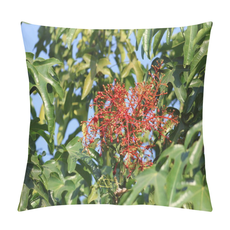 Personality  Red Flowers And Leaves Of Brachychiton Acerifolius Pillow Covers