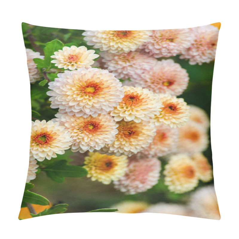 Personality  Chrysanthemum Flowers Grow Outdoors In The Fall Pillow Covers