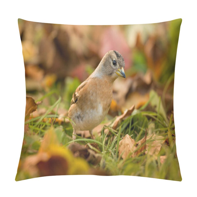 Personality  Brambling Bird. Fringilla Montifringilla. Small Passerine Bird Also Called The Cock O The North And The Mountain Finch. Pillow Covers