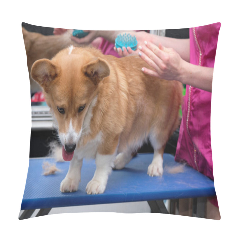 Personality  Welsh Corgi Express Molt. Womens Hands Use A Brush To Make An Express Molt To A Dog That Has A Coat Pillow Covers