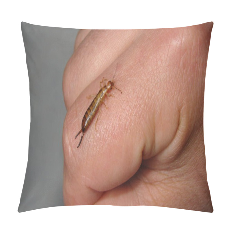 Personality  Earwig As A Pet. Earwigs Will Use Their Pincers To Defend Themselves. Biologist, Exotic Vet Holding An Insect. Wildlife Veterinarian. Invertebrates. Bugs, Bug, Insects, Animals, Animal, Wild Nature Pillow Covers