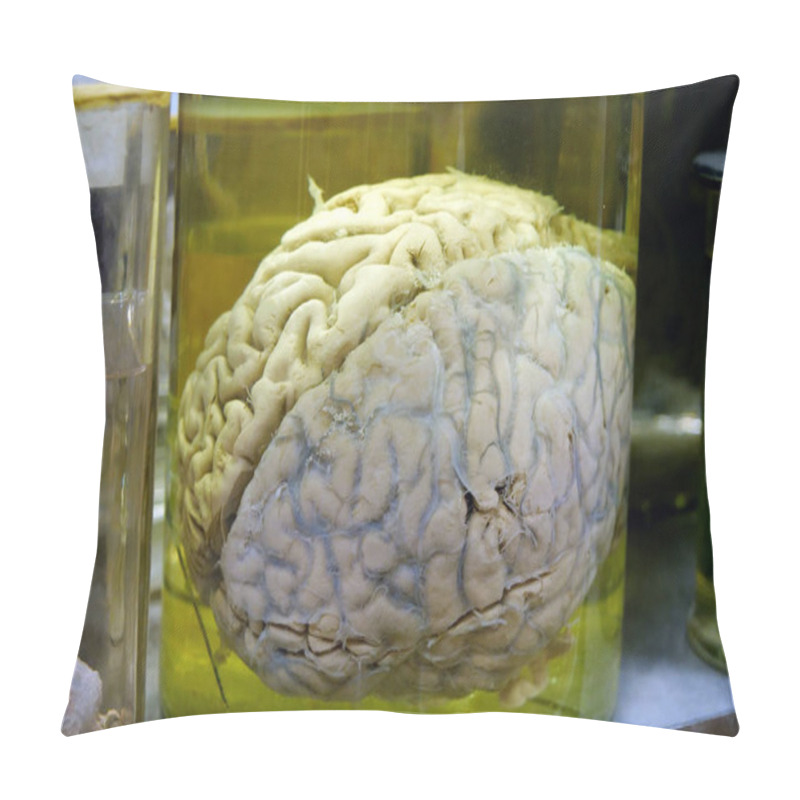 Personality  Real Human Brain. Anatomy Of Brain, Grey Matter, Grey Substance, Cortical Grey. Human Brain In Glass Jar With Formaldehyde For Medical Research Pillow Covers