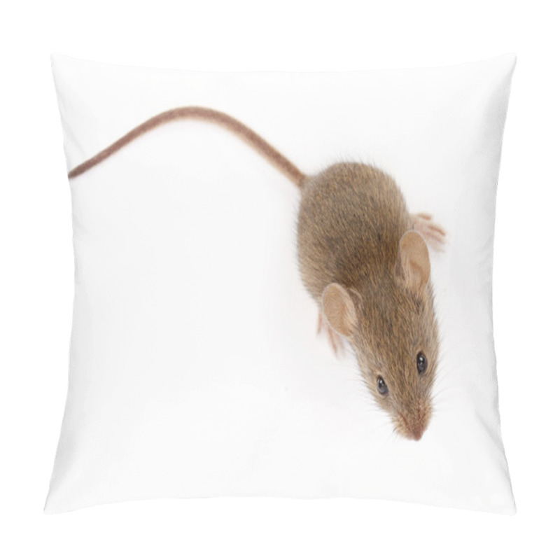 Personality  House Mouse Looking Up (Mus Musculus) Pillow Covers