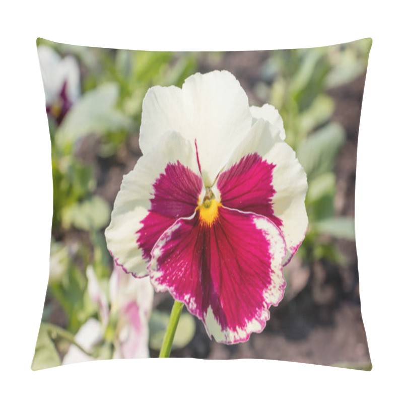 Personality  Purple And White Flower Of Pansy Viola Close Up Growing In A Flower Bed Close Up Pillow Covers