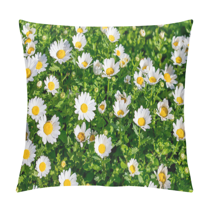 Personality  Blossoming Spring Meadow With Chamomile Flowers. Beautiful Bloom Pillow Covers