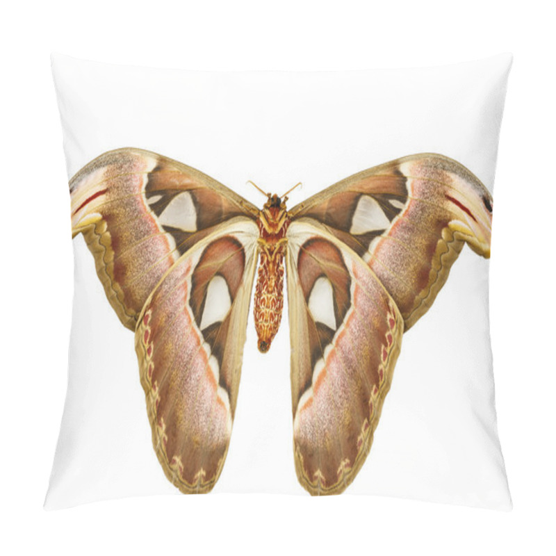 Personality  Female Attacus Atlas Moth Pillow Covers