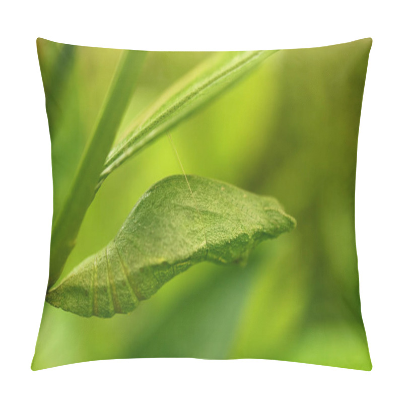 Personality  Closeup A Bright Green Pupa Of Lime Butterfly Suspended Under A Branch Of The Lime Tree Pillow Covers