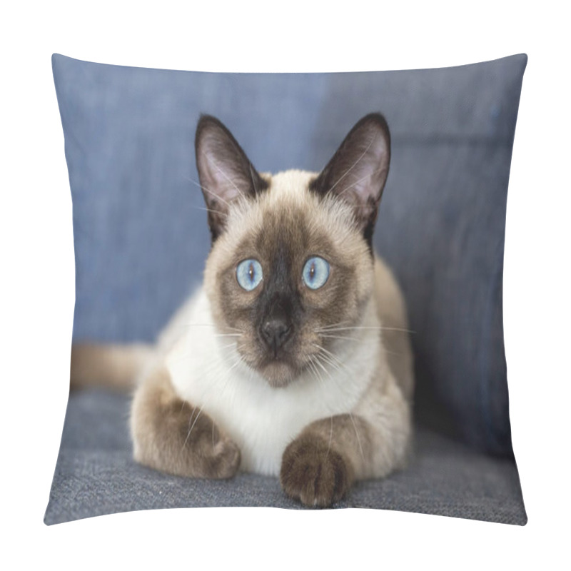 Personality  Cute Kitten Siamese Cat Indoor Pillow Covers