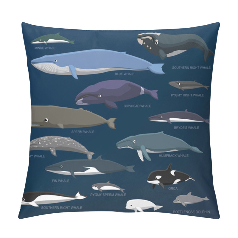 Personality  Whales Species Size Comparison Set Cartoon Vector Illustration Pillow Covers