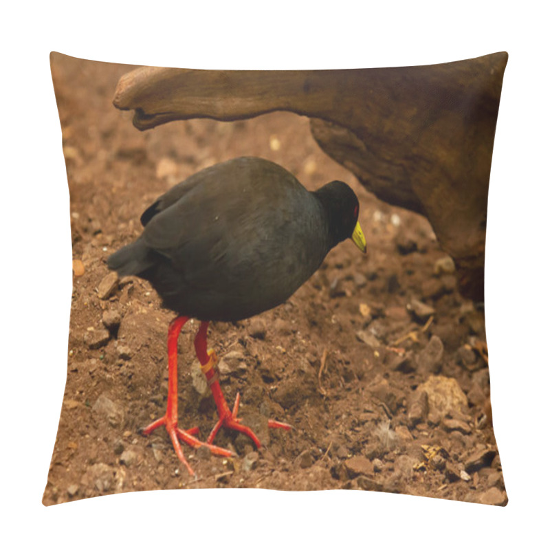 Personality  Close Up Image Of A Black Rail Bird (Gallirallus) With Vibrant Red Legs And A Yellow Beak. The Bird Is Seen On Ground By A Rock. Pillow Covers