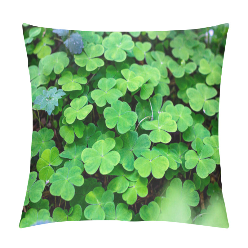 Personality  Green Wild Common Wood-sorrel (Oxalis Acetosella) As A Background In The Forest. Pillow Covers