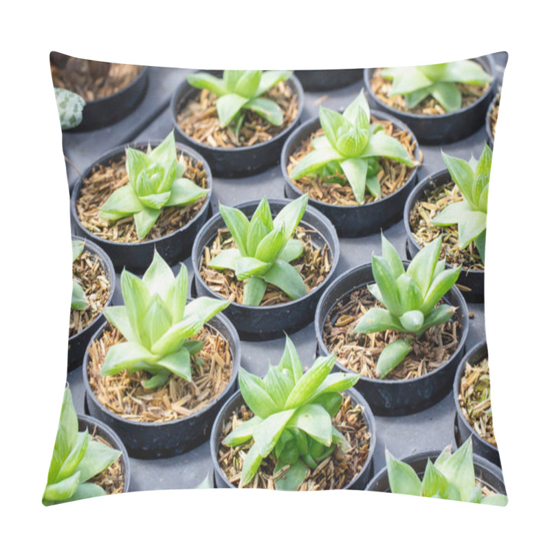 Personality  Haworthia Limifolia , Haworthia Cooperi. A Small Tree With Beautiful Green Leaves In The Nursery. Pillow Covers